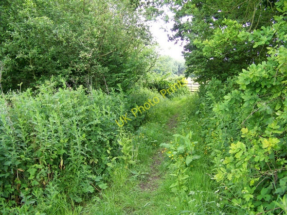 Photo 6"x4" Footpath, Chalbury Common Chalbury Common c2010