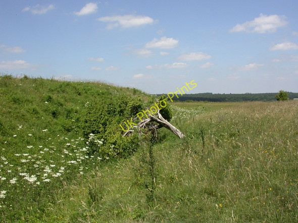 Photo 6"x4" Martin Down, juniper tree Martin\/SU0619 c2010