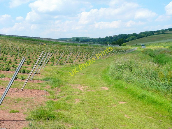 Photo 6"x4" Raspberry crop in the Rudhall valley Bromsash c2010