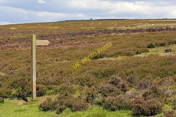 Photo 6"x4" View up to Shaw Ridge Cockayne c2010