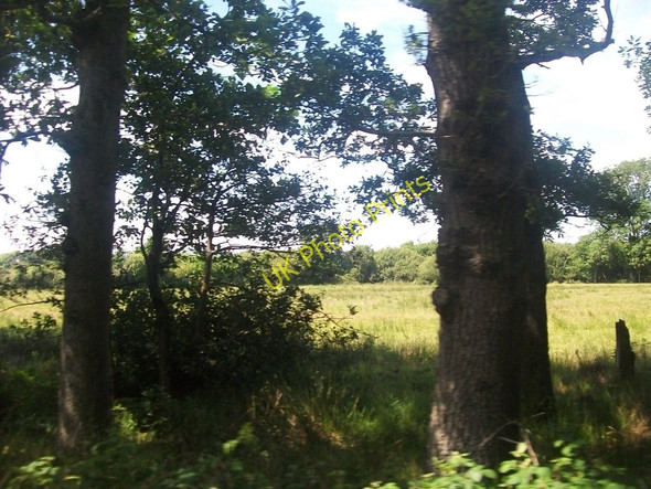 Photo 6"x4" Woodland and rough pasture between Penrhos and Pwllheli Pwllheli c2010