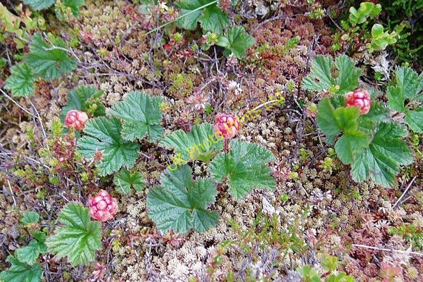 Photo 6"x4" Cloudberries on Northey Knowe Langhaugh\/NT2031 c2006