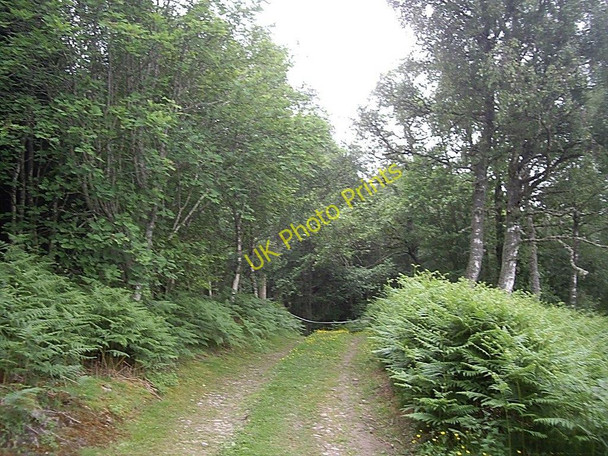 Photo 6"x4" Track into Sluie Woods Kincardine O'Neil c2010