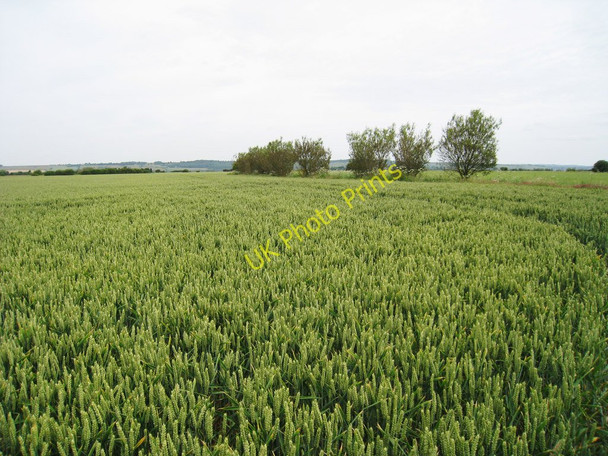 Photo 6"x4" Wheat Field near Dymchurch Burmarsh\/TR1031 c2010