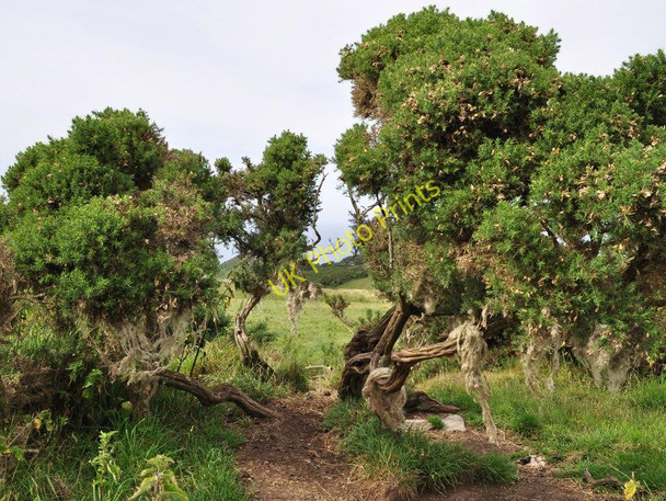Photo 6"x4" The wool from sheep hangs on the gorse Higher Warcombe c2010