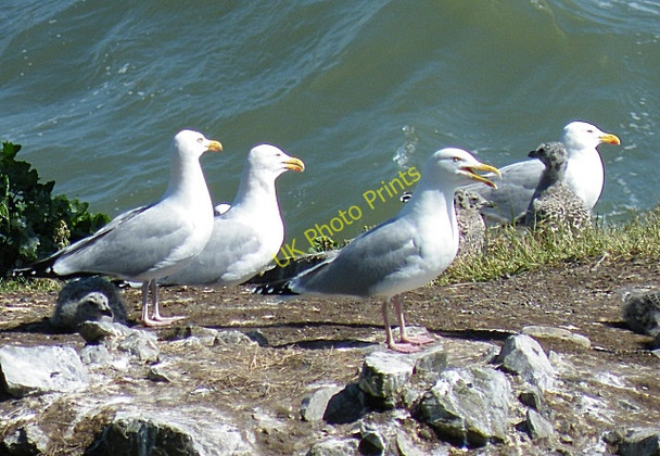 Photo 6"x4" Herring Gulls (Larus argentatus) Whinnyfold c2010