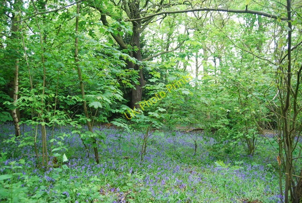 Photo 6"x4" Bluebells, Beckenham Place Park Beckenham c2010