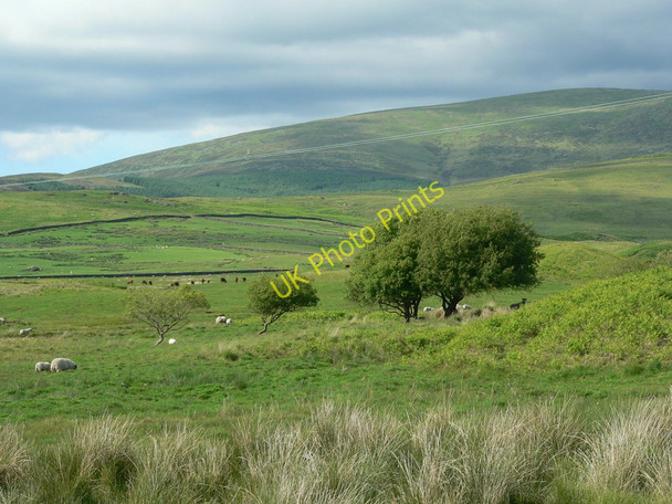 Photo 6"x4" Hill grazing, Clanery Farm Creetown c2010