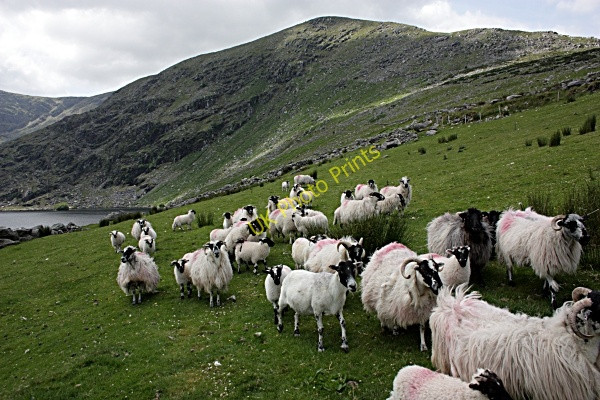 Photo 6"x4" Curious Sheep Glenbeigh c2010