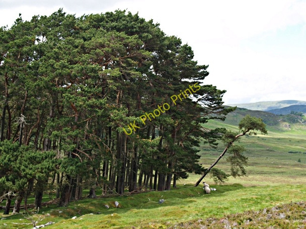 Photo 6"x4" Pines, Meallach Chaitrine Catlodge c2010