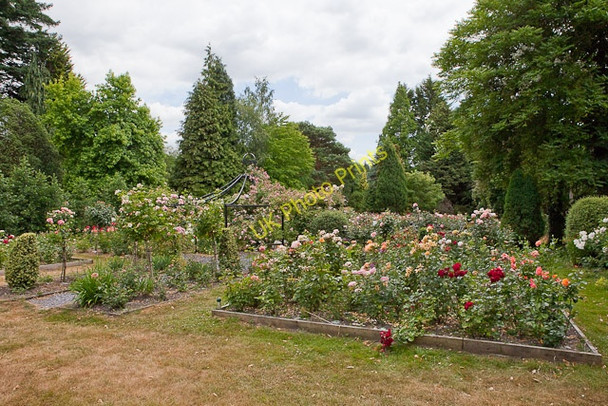 Photo 6"x4" Pococks Roses, Jermyns Lane Crampmoor c2010