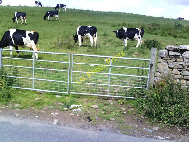 Photo 6"x4" Cows in field near Hardraw Hardraw c2010