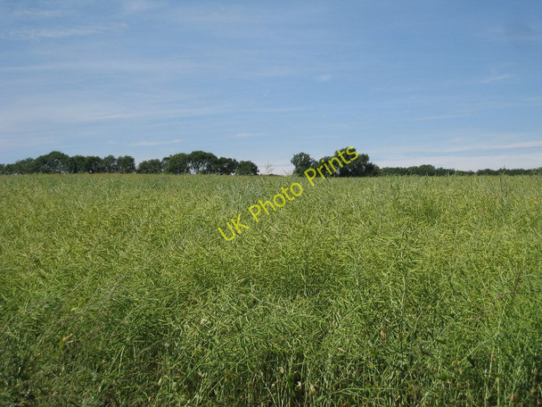 Photo 6"x4" Crop Field off Lusted Hall Lane Tatsfield c2010