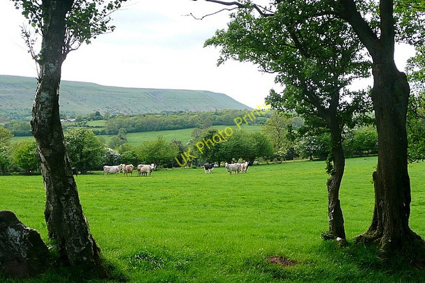 Photo 6"x4" Cattle at Little Cefn Farm Craswall\/SO2835 c2010