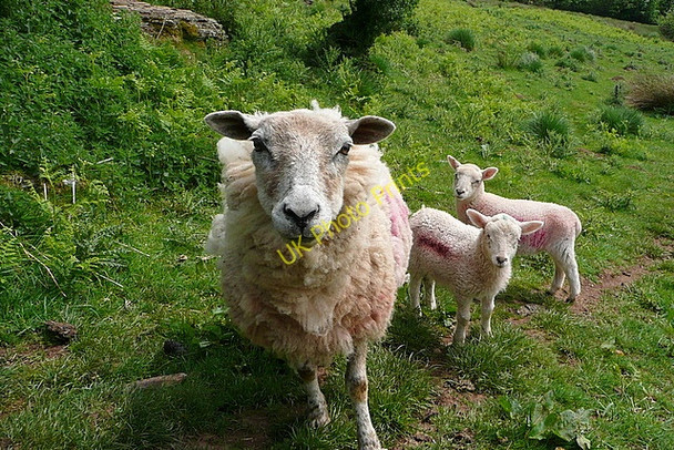 Photo 6"x4" Sheep near Court Farm Craswall\/SO2835 c2010