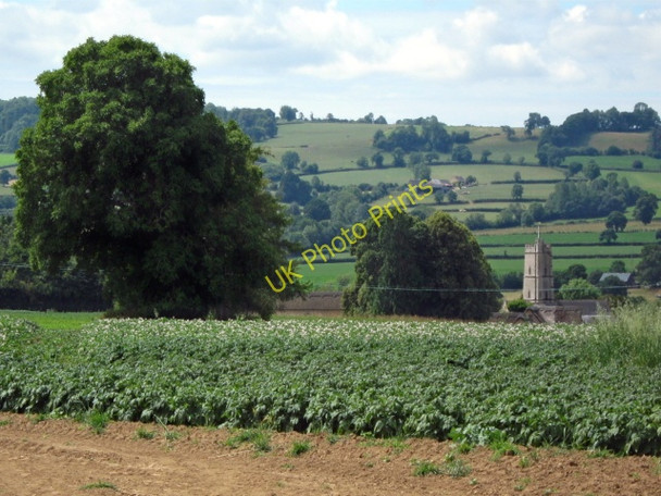Photo 6"x4" Bean field, Kingstone Ilminster c2010