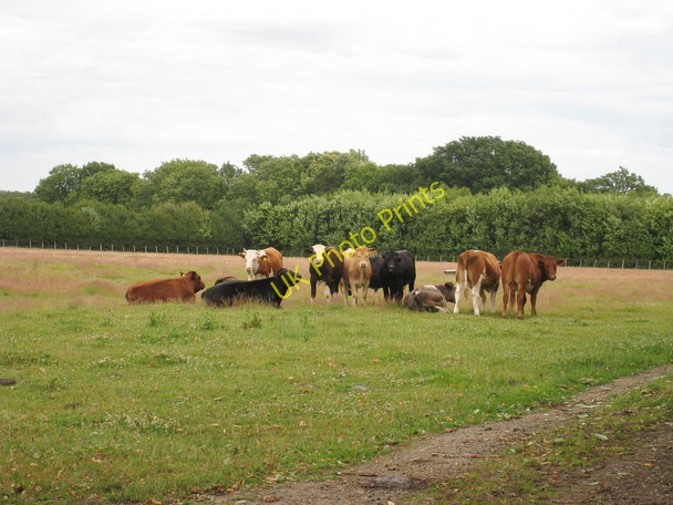 Photo 6"x4" Field of Cows Selsted c2010
