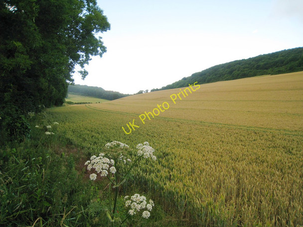Photo 6"x4" Wheat Field off Coombe Road Church Hougham c2010