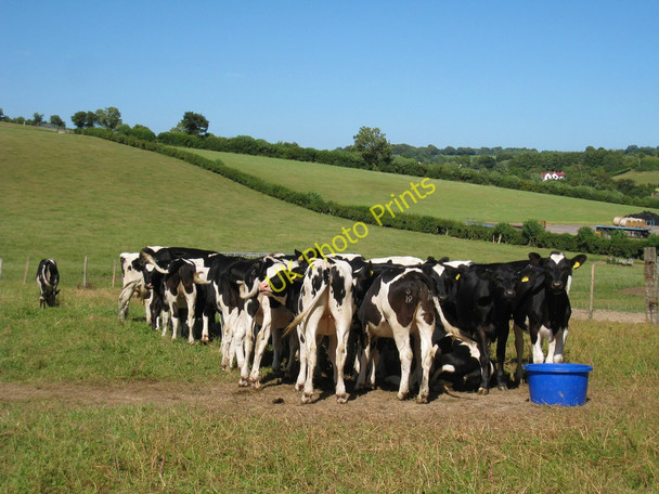 Photo 6"x4" Cows at South Barham Farm Derringstone c2010