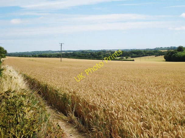 Photo 6"x4" Wheat field off Spinney Lane Aylesham c2010