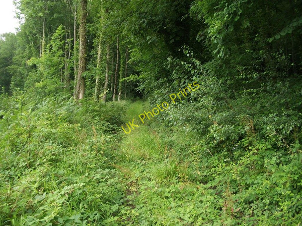 Photo 6"x4" Woodland Track, Penmyarth Tretower c2010