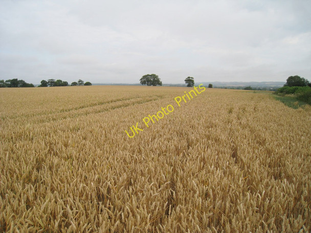 Photo 6"x4" Wheat Field off Otterpool Lane Barrowhill\/TR1037 c2010