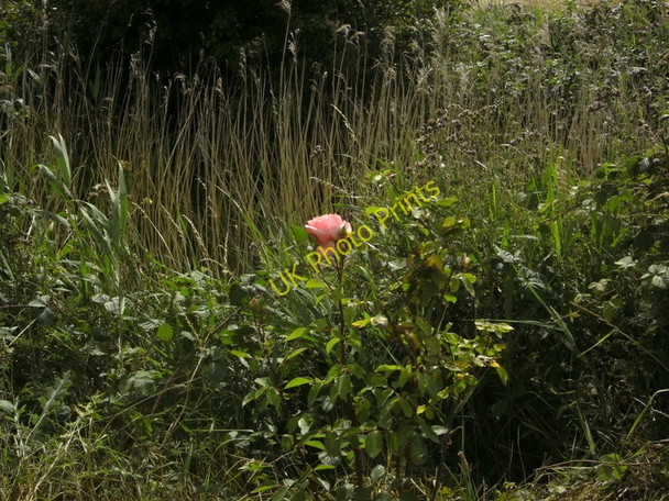 Photo 6"x4" Roadside rosebush Ottringham c2010