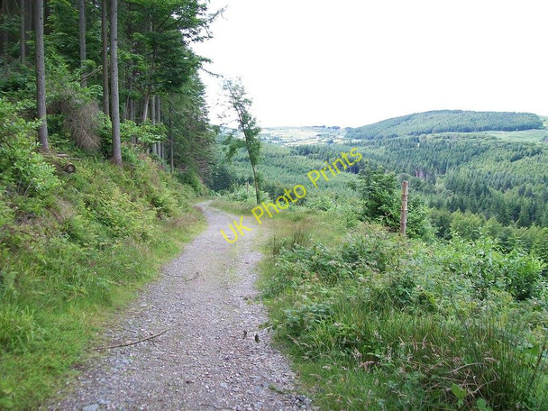 Photo 6"x4" Forestry road across the north face of The Drinns Newcastle\/J3732 c2010