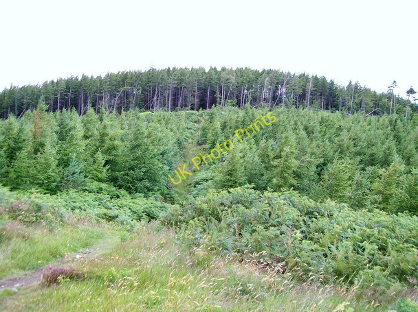 Photo 6"x4" View back along the path towards the summit of Curraghard Newcastle\/J3732 c2010