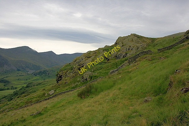 Photo 6"x4" Withered Howe Green Quarter c2010