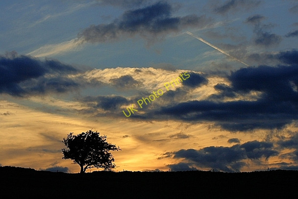 Photo 6"x4" Lone Tree on Pudding Howe Hill Shoregill c2010