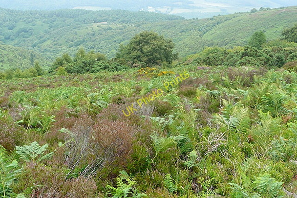 Photo 6"x4" Above Hollow Combe Luccombe\/SS9144 c2010
