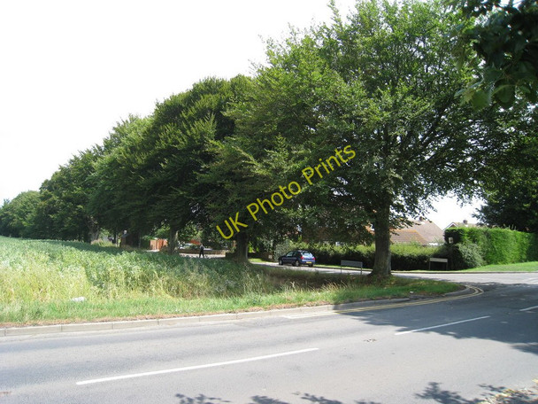 Photo 6"x4" Trees along Sholden New Road Deal c2010