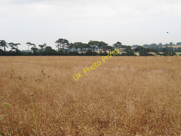 Photo 6"x4" Crop Field off Forge Lane Martin\/TR3347 c2010