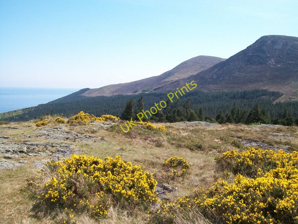 Photo 6"x4" Whins and rocks - the summit of Drinnahilly Newcastle\/J3732 c2010