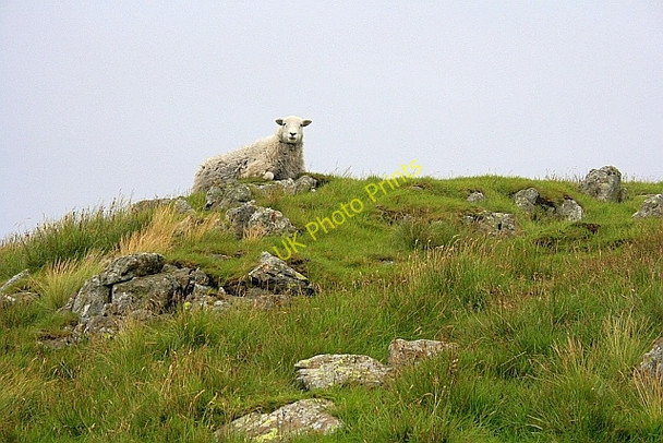 Photo 6"x4" Sheep, on High Street Mardale Ill Bell c2010