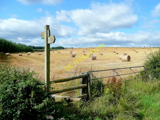 Photo 6"x4" Harvested barley crop Bromsash c2010