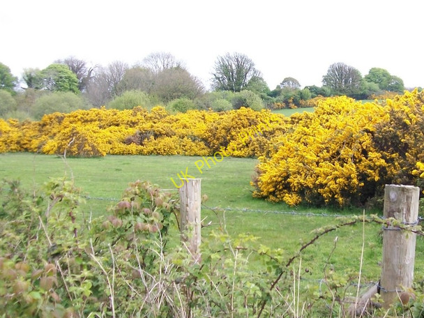 Photo 6"x4" Whins at the edge of the Ballybannon Area of Special Scientific Interest Maghera\/J3734 c2010