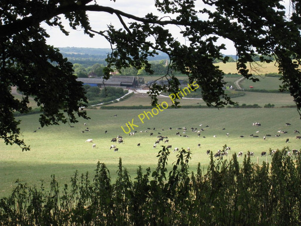 Photo 6"x4" Field of Cows at Pilgrims Farm Hill Park\/TQ4355 c2010