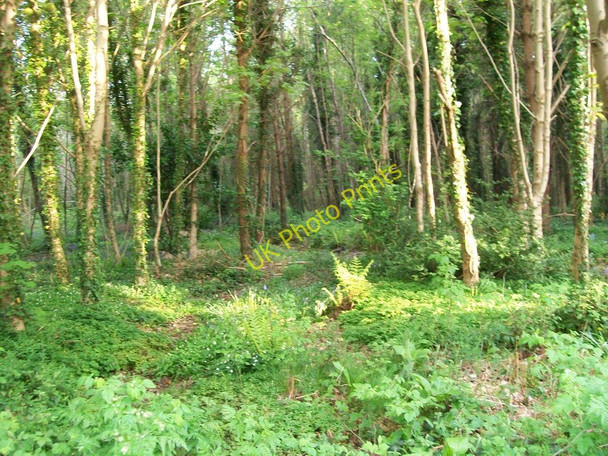 Photo 6"x4" Tipperary Woods Newcastle\/J3732 c2010
