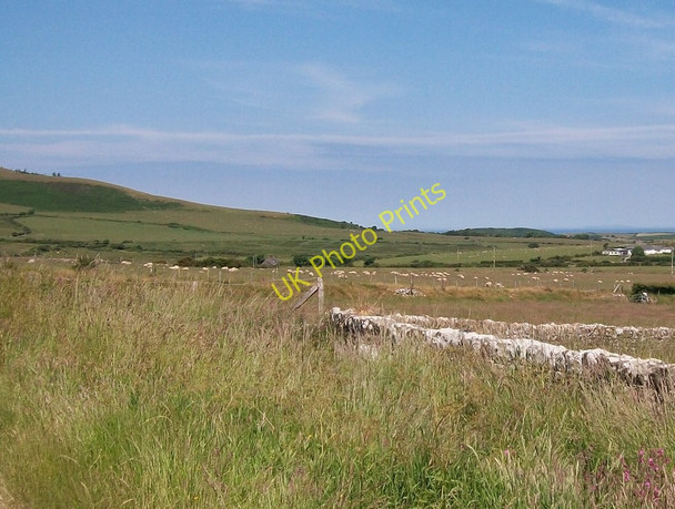 Photo 6"x4" Grazing sheep below the Church at Llanfihangel Bachellaeth Garnfadryn c2010