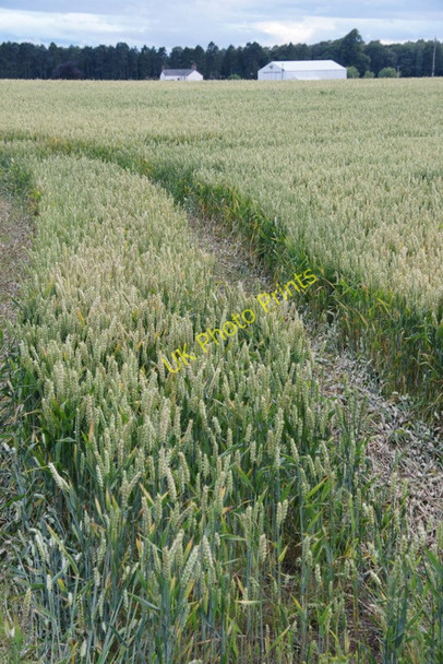 Photo 6"x4" Wheat Fields at Mains of Camno Ardler\/NO2641 c2010