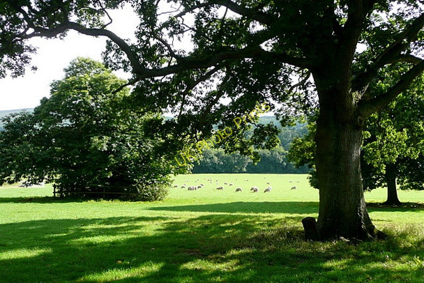 Photo 6"x4" The Gladstone tree Holnicote c2010