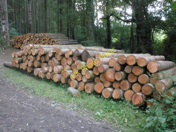 Photo 6"x4" Log pile, Scutch Hill Copse Woodland Head c2010