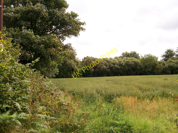 Photo 6"x4" Crop land at Ty-isaf Rhyd-y-clafdy c2010