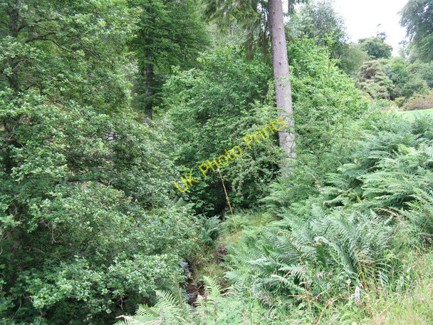 Photo 6"x4" The Scrape Burn at Dawyck Bellspool c2010