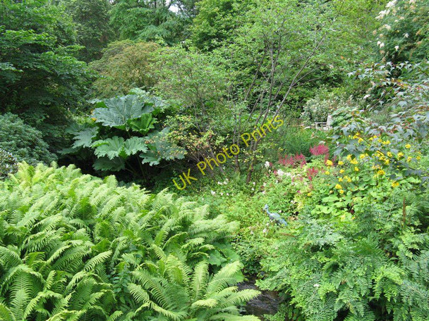 Photo 6"x4" The Scrape Burn at Dawyck Bellspool c2010