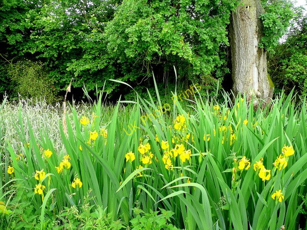 Photo 6"x4" Flag Iris Hay-on-Wye\/Y Gelli Gandryll c2010