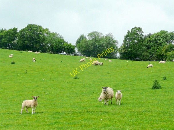 Photo 6"x4" Sheep and lambs near Cefn Brilley c2010