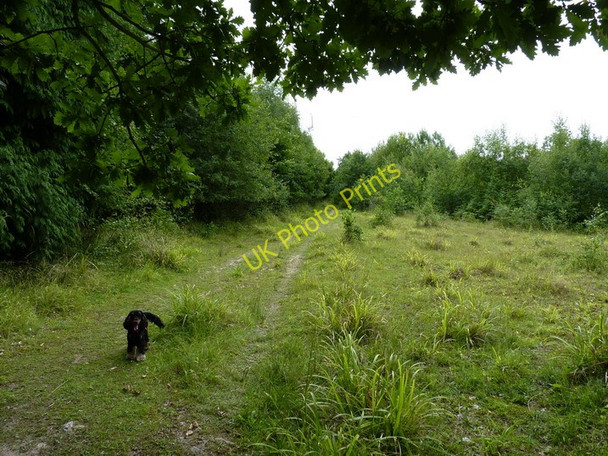 Photo 6"x4" Bridleway up to Benthall Woods Benthall\/SJ6602 c2010
